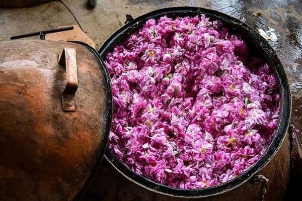 تصویر 4 از گل محمدی مناسب گلاب گیری با رایحه قوی و گلبرگ های سالم برای تولید عصاره طبیعی